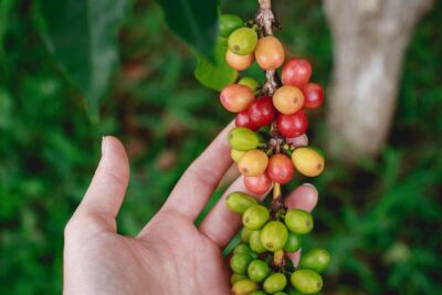 Zöld kávé termékek - vitaminok nagyker áron! - BioNagyker webáruház